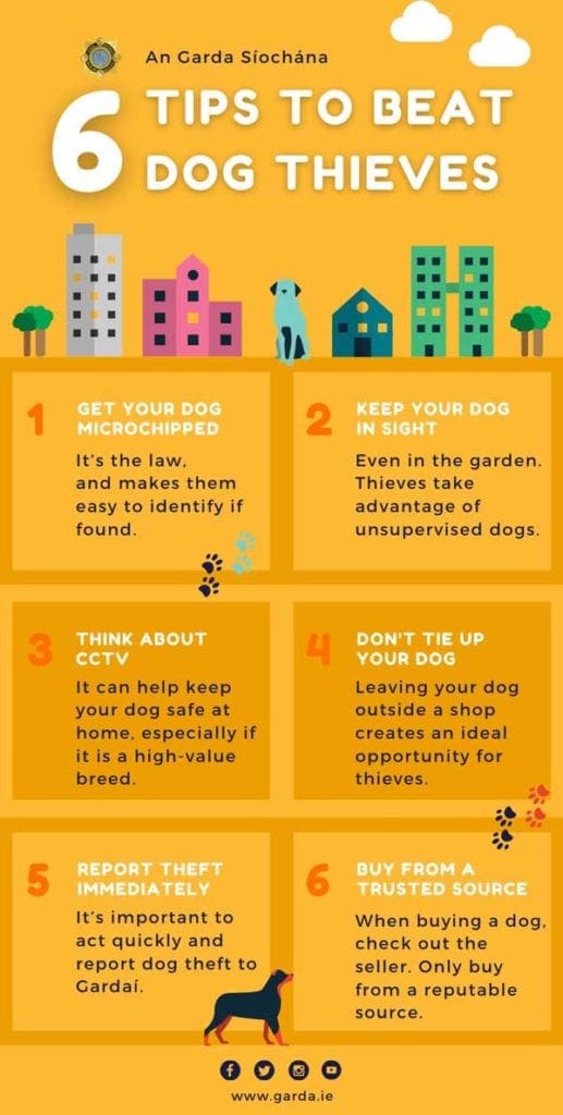 dog-safety-infograph